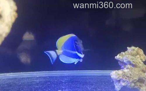 粉蓝吊_3