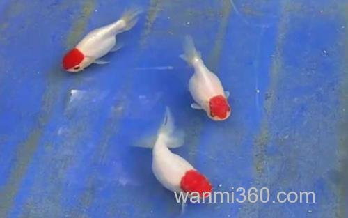 鹅头红_0