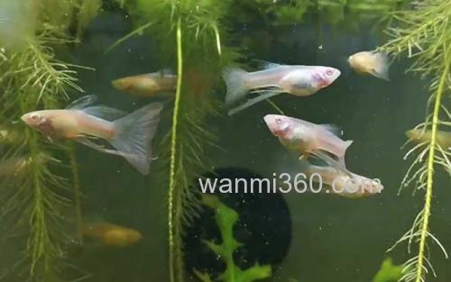 缎带孔雀鱼_0