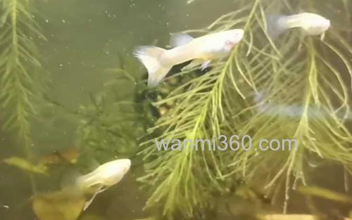 缎带孔雀鱼_3