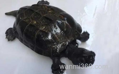 顶墨龟_2
