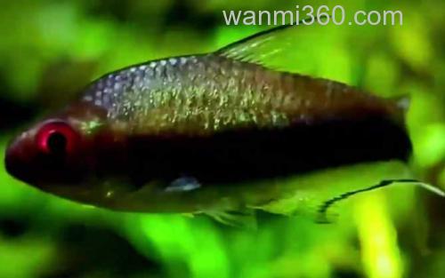 帝王灯鱼_3