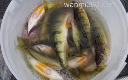 鲈鱼_3