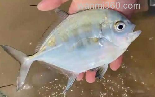 银鲳鱼_0