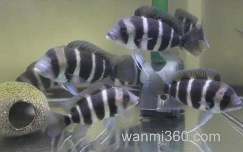 布隆迪六间鱼_3
