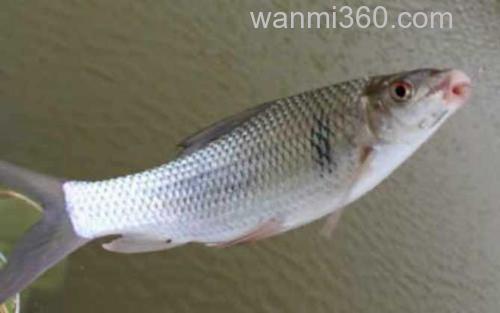 鲮鱼_0
