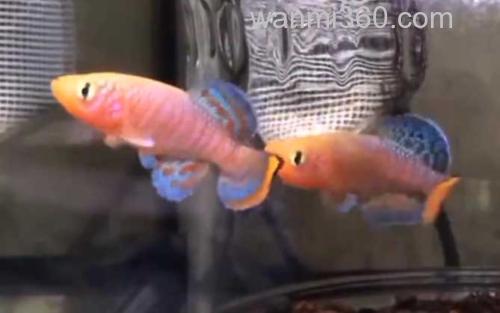 宝贝鱼_2