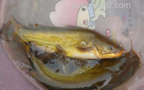 黄颡鱼_2