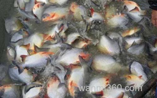 鲳鱼_2