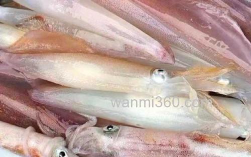 鱿鱼_0