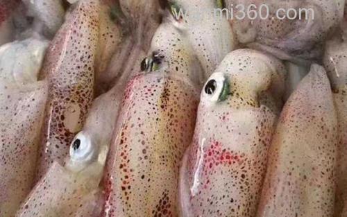 鱿鱼_1