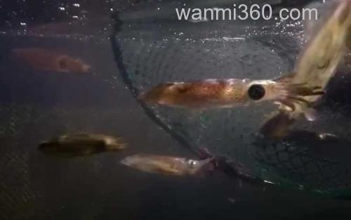 鱿鱼_1