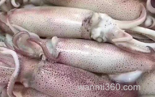鱿鱼_0