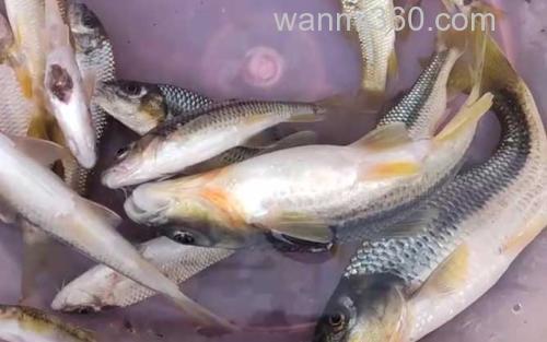 溪石斑_3