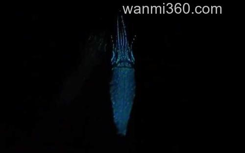 荧光乌贼_3