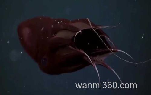 吸血鬼乌贼_2