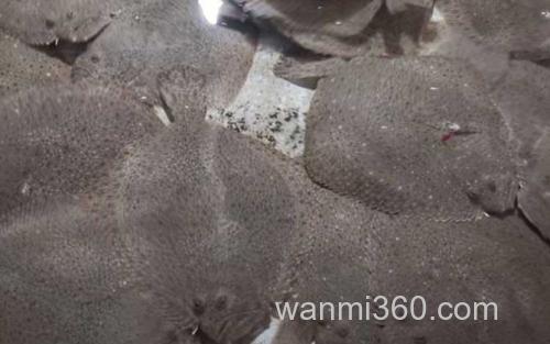 比目鱼_0