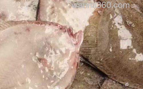 鳎目鱼_2