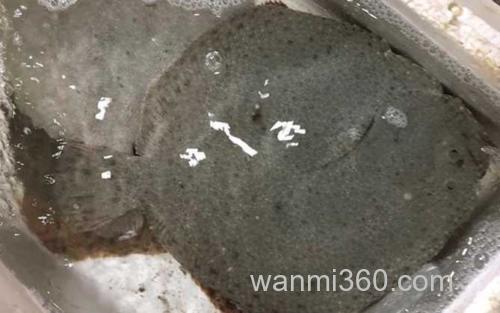 鳎目鱼_0