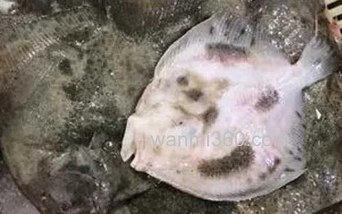多宝鱼_1