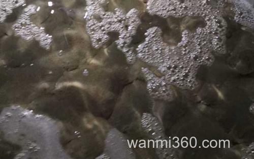多宝鱼_2