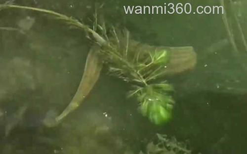 水蛭_0