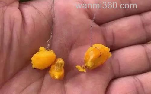 玉米钓鱼_2