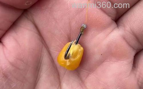 玉米钓鱼_4