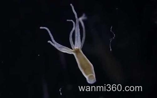 水螅_0