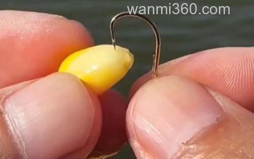 玉米钓鱼_1
