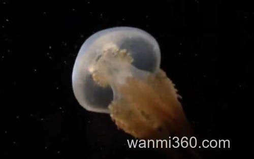 水母_0