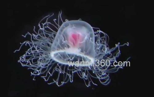 灯塔水母_0