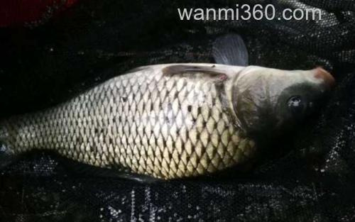 夜钓鲤鱼_0