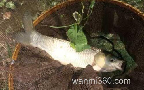 鲤鱼_1