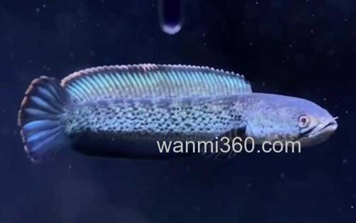 雷龙鱼_2