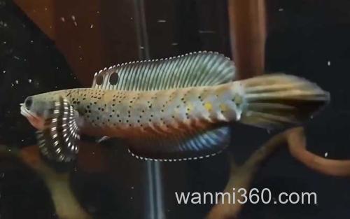 雷龙鱼_3