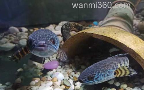 雷龙鱼_3