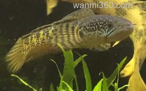 虎纹恐龙王鱼_2