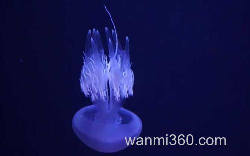 海蜇_2