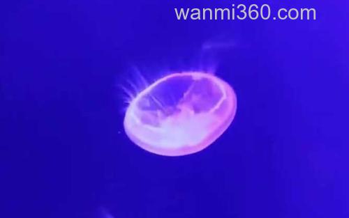 海蜇_3