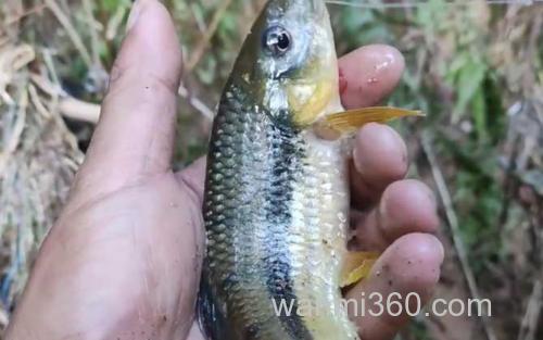 溪石斑鱼_3