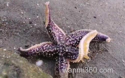 海星_0