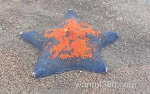 海星_0