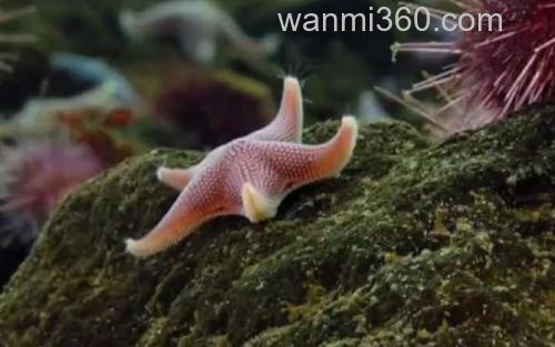 海星_1