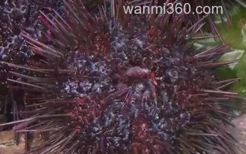 光棘球海胆_3