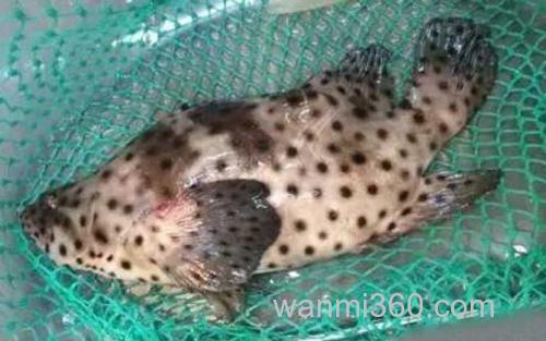 石斑鱼_0
