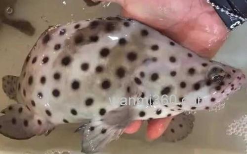 老鼠斑_2