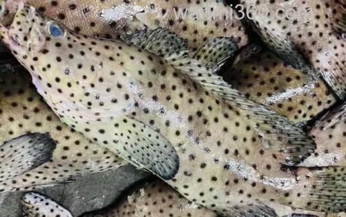 石斑鱼_3