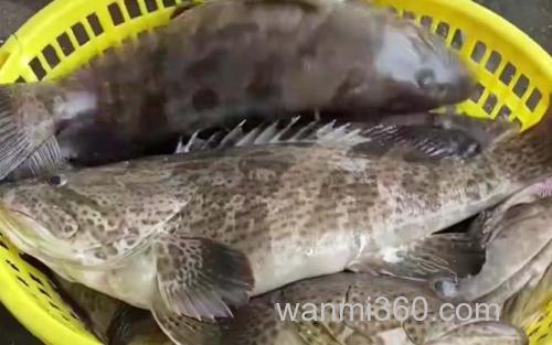 点带石斑鱼_1