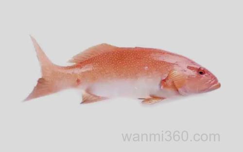 豹纹鳃棘鲈_2